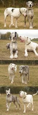 A Dogs Seeing Eye Dog Cute Animals Animals Friends Animals Beautiful