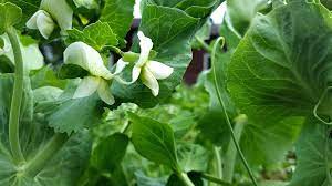 White flowers with a purple center that resemble the hawaiian hibiscus flower. Peas Garden Peas Plants Plant Leaves Edible Plants