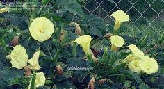 May is most notable for being the turning point in the year where temperatures rise and a vast variety of flowers come into full bloom, letting the world break out into a riot of color. 29 Moon Flowers Ideas Moon Flower Flowers Plants