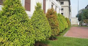 Check spelling or type a new query. Perbedaan Pucuk Merah Biji Dan Stek Tukang Taman Surabaya Jasa Taman Surabaya