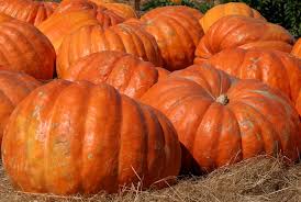 Image result for giant pumpkin