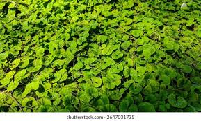 Image result for Centella glabrata