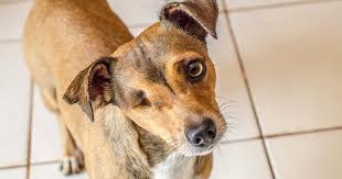 We would like to show you a description here but the site won't allow us. Glaucoma In Dogs Pdsa