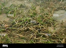 Image result for Cymodoceaceae