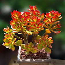 Image result for Crassula rhodesica