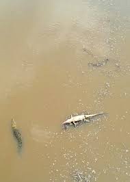 Cannibal croc. Well, alligator in this case. The massive Florida gator,  aptly named Humpback, was spotted in the Circle B Bar Reserve in Lakeland,  Florida. The photographer who caught the show, Bobby