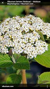 Viburnum Lantana Mohican Great Textured Leaves Good For Basic Shrubs Around Yard Plant Small And In Time Great Plants Use As Hedge Sedum Shrubs Lantana