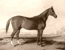 Sir archie 3 year old gelding by sir gregory/sir donnerhall and oo premium westfalen mare a this horse's name is archy and he lives in blossom valley at the rocking horse ranch. Boston Horse Wikipedia