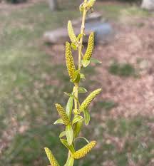 Image result for Salix babylonica