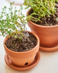 Indoors, find a sunny window for your thyme. How To Grow Thyme Plants Indoors Apartment Therapy
