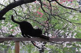 No matter whether you or your cat have japanese if you have a favorite japanese name for female cats and we've forgotten it, please tell us in the comments section! Best 250 Japanese Cat Names Meanings For Male And Female Cats