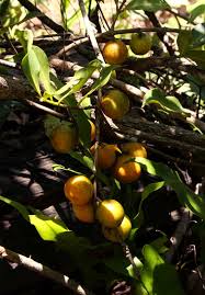 Image result for Garcinia buchneri