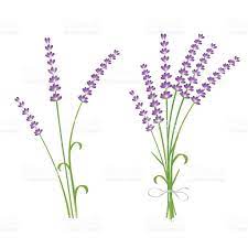 Pin On Lavender Stock Photos