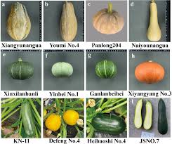 Image result for Cucurbita