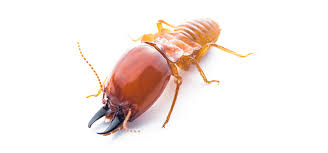 Check spelling or type a new query. Termites Subterranean Termite Identification And Faqs