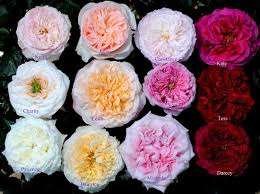 10 Most Popular Garden Rose Colors And Their Meanings