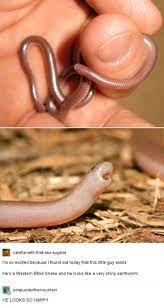 This Western Blind Snake Is Soooooo Cute Blind Cute Cutereptiles Reptiles Reptilesactivities Reptilesanda Cute Animals Cute Baby Animals Cute Reptiles