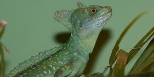 Housing there are several upfront expenses to consider, not only for the green basilisk, but for any lizard. Green Crested Basilisk Smithsonian S National Zoo