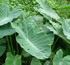 Image result for Colocasia