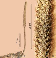 Image result for Lycopodiella sarcocaulon