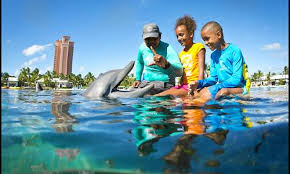 Among The Sights Is Dolphin Cay Atlantis, The Largest Dolphin Habitat In  The World | The Sarnia Observer