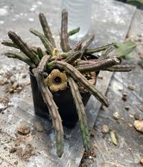 Image result for Huernia volkartii