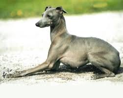 A decentralized container based network emulator. Allevamenti Levriero Elenco Allevatori Italiani