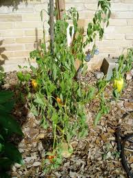 Maybe you would like to learn more about one of these? So Why Are My Peppers Wilting