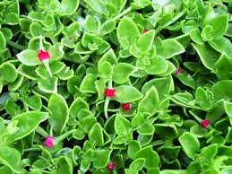 Plant stunning cerise pink flowering trailing succulent in 7cm pot disphyma crassifolium dew. Aptenia Cordifolia Variegata A Variegated Trailing Succulent With Hot Pink Delosperma Like Flowers Aptenia Va Succulent Ground Cover Succulents Plants