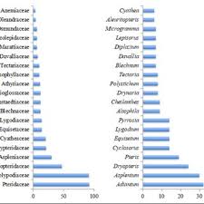 Image result for Menisorus pauciflorus