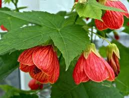 Image result for Abutilon sp.no.1