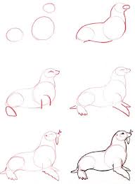 Learn To Draw Seal Graphic Illustration Art Tutorial Drawing Sketches Drawings Animal Sketches