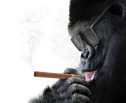 Stockfotos Affe mit brille Bilder, Stockfotografie Affe mit brille -  lizenzfreie Fotos | Depositphotos