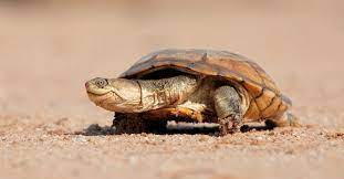The following guidelines can be used for both indoor and outdoor. African Helmeted Turtle Crocodile Turtle All Turtles