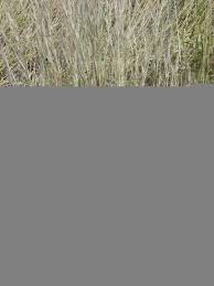 Image result for Aristida bipartita