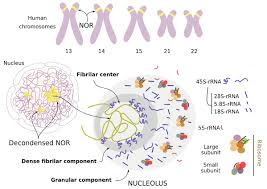 The nucleolus disassembles during the prophase stage of mitosis; The Cell 4 Nucleus Nucleolus Atlas Of Plant And Animal Histology