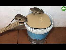 Pvc Water Bottle Mouse Trap Diy Make A Mouse Trap Homemade Mouse Reject Idea Mouse Trap Youtube Mouse Trap Diy Homemade Mouse Traps Mouse Traps
