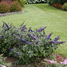 Butterfly bushes are perennial plants that die back to the ground every winter. Pugster Blue Butterfly Bush Buddleia X Proven Winners