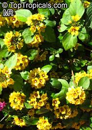 Image result for Lysimachia angustiloba