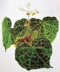We are continuing to add additional services to serve the malaysian healthcare industry. Begonia Yenyeniae Begoniaceae A New Species From Endau Rompin National Park Johor Malaysia