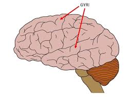Image result for Brain Gyri