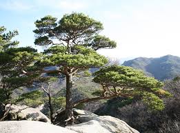 Fully mature trees produce nuts in the pine cones. Korea S Native Plants To Find New Names