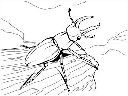 Free Printable Bug Coloring Pages For Kids Bug Coloring Pages Insect Coloring Pages Butterfly Coloring Page