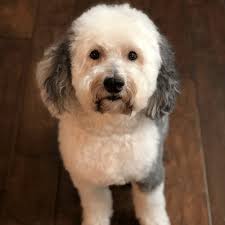 The micro sheepadoodle we spoke about earlier, will set you back an extra $500 to $800 more than the sheepadoodle. Sheepadoodle A Smart And Loyal Doodle Spiritdog Training