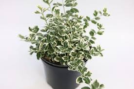 Image result for Euonymus fortunei