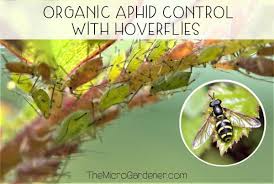 I experimented to know which is the best organic aphid killer. Organic Aphid Control With Hoverflies The Micro Gardener