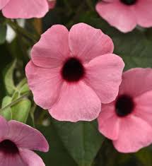 Image result for Thunbergia stelligera