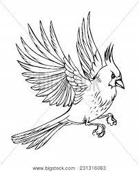 The monty python's flying circus episode how to recognise different types of trees from quite a long way away, first released in 1969, features the sketch court scene with cardinal richelieu, in which richelieu (played by michael palin) is seen to be doing wildly absurd acts. Flying Bird Cardinal Vector Photo Free Trial Bigstock