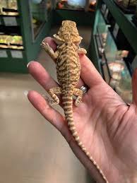 Citrus bearded dragons are different than our yellow lemon drop colored dragons. Z Out Of Stock Bearded Dragon Cb Citrus Tiger Leatherback