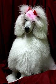 Standard Poodle Pong Caniche Poodle Animales